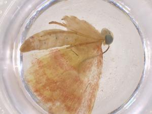  ( - CBG-B17638-F05)  @11 [ ] CreativeCommons - Attribution Share - Alike (2025) Centre for Biodiversity Genomics Centre for Biodiversity Genomics