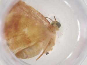  ( - CBG-B17640-B08)  @11 [ ] CreativeCommons - Attribution Share - Alike (2025) Centre for Biodiversity Genomics Centre for Biodiversity Genomics