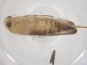  ( - CBG-B17640-D10)  @11 [ ] CreativeCommons - Attribution Share - Alike (2025) Centre for Biodiversity Genomics Centre for Biodiversity Genomics