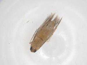  ( - CBG-B17640-E05)  @11 [ ] CreativeCommons - Attribution Share - Alike (2025) Centre for Biodiversity Genomics Centre for Biodiversity Genomics