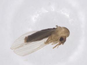  (Pressatia - CBG-B17642-E09)  @11 [ ] CreativeCommons - Attribution Share - Alike (2025) Centre for Biodiversity Genomics Centre for Biodiversity Genomics