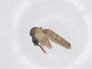  ( - CBG-B17642-F02)  @11 [ ] CreativeCommons - Attribution Share - Alike (2025) Centre for Biodiversity Genomics Centre for Biodiversity Genomics