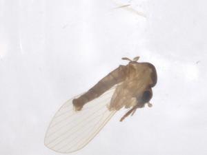  ( - CBG-B17642-H09)  @11 [ ] CreativeCommons - Attribution Share - Alike (2025) Centre for Biodiversity Genomics Centre for Biodiversity Genomics