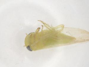  ( - CBG-B18132-A02)  @11 [ ] CreativeCommons - Attribution Share - Alike (2025) Centre for Biodiversity Genomics Centre for Biodiversity Genomics