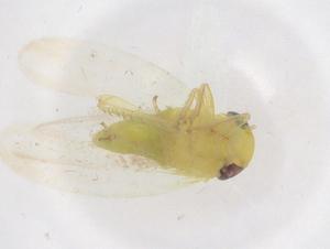  (Balclutha flavescens - CBG-B18134-C08)  @11 [ ] CreativeCommons - Attribution Share - Alike (2025) Centre for Biodiversity Genomics Centre for Biodiversity Genomics