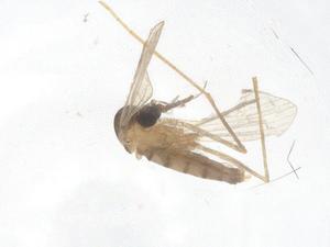  ( - CBG-B18242-G01)  @11 [ ] CreativeCommons - Attribution Share - Alike (2025) Centre for Biodiversity Genomics Centre for Biodiversity Genomics