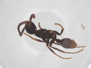  ( - CBG-B18336-E03)  @11 [ ] CreativeCommons - Attribution Share - Alike (2025) Centre for Biodiversity Genomics Centre for Biodiversity Genomics