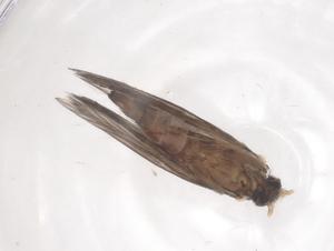  ( - CBG-B18356-H06)  @11 [ ] CreativeCommons - Attribution Share - Alike (2025) Centre for Biodiversity Genomics Centre for Biodiversity Genomics