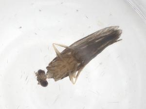  ( - CBG-B18361-A01)  @11 [ ] CreativeCommons - Attribution Share - Alike (2025) Centre for Biodiversity Genomics Centre for Biodiversity Genomics