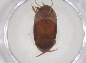  ( - CBG-B18384-F09)  @11 [ ] CreativeCommons - Attribution Share - Alike (2025) Centre for Biodiversity Genomics Centre for Biodiversity Genomics