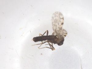  ( - CBG-B18387-D05)  @11 [ ] CreativeCommons - Attribution Share - Alike (2025) Centre for Biodiversity Genomics Centre for Biodiversity Genomics