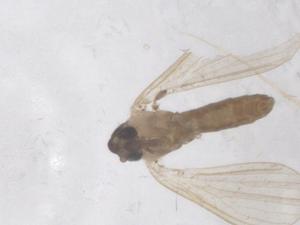  ( - CBG-B18388-A10)  @11 [ ] CreativeCommons - Attribution Share - Alike (2025) Centre for Biodiversity Genomics Centre for Biodiversity Genomics