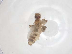  ( - CBG-B18403-G03)  @11 [ ] CreativeCommons - Attribution Share - Alike (2025) Centre for Biodiversity Genomics Centre for Biodiversity Genomics