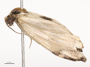  ( - CBG-B21973-B04)  @11 [ ] CreativeCommons - Attribution Share - Alike (2025) CBG Photography Group Centre for Biodiversity Genomics