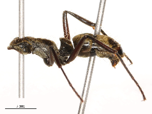  ( - CBG-B23992-A12)  @11 [ ] CreativeCommons - Attribution Share - Alike (2025) CBG Photography Group Centre for Biodiversity Genomics