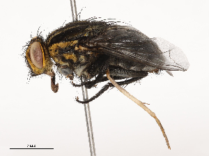  ( - CBG-B23992-D05)  @11 [ ] CreativeCommons - Attribution Share - Alike (2025) CBG Photography Group Centre for Biodiversity Genomics