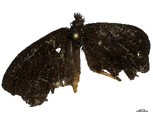  ( - CBG-B23997-E10)  @11 [ ] CreativeCommons - Attribution Share - Alike (2025) CBG Photography Group Centre for Biodiversity Genomics