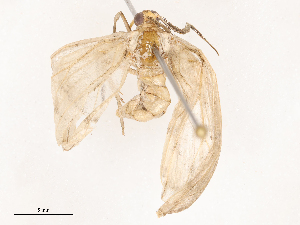  ( - CBG-B24003-B10)  @11 [ ] CreativeCommons - Attribution Share - Alike (2025) CBG Photography Group Centre for Biodiversity Genomics