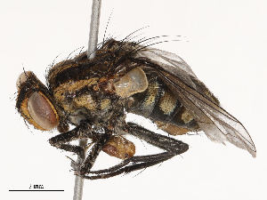  ( - CBG-B24003-G04)  @11 [ ] CreativeCommons - Attribution Share - Alike (2025) CBG Photography Group Centre for Biodiversity Genomics