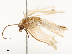  ( - CBG-B24005-B11)  @11 [ ] CreativeCommons - Attribution Share - Alike (2025) CBG Photography Group Centre for Biodiversity Genomics