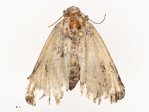  ( - CBG-B24007-C08)  @11 [ ] CreativeCommons - Attribution Share - Alike (2025) CBG Photography Group Centre for Biodiversity Genomics