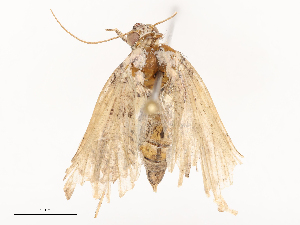  ( - CBG-B24007-D04)  @11 [ ] CreativeCommons - Attribution Share - Alike (2025) CBG Photography Group Centre for Biodiversity Genomics