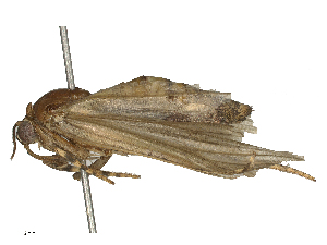  ( - CBG-B24019-A04)  @11 [ ] CreativeCommons - Attribution Share - Alike (2025) CBG Photography Group Centre for Biodiversity Genomics