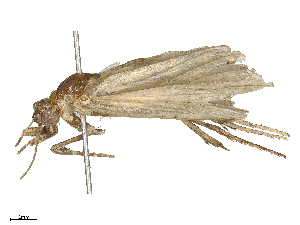  ( - CBG-B24019-A06)  @11 [ ] CreativeCommons - Attribution Share - Alike (2025) CBG Photography Group Centre for Biodiversity Genomics