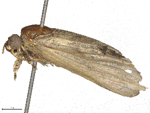  ( - CBG-B24019-B03)  @11 [ ] CreativeCommons - Attribution Share - Alike (2025) CBG Photography Group Centre for Biodiversity Genomics