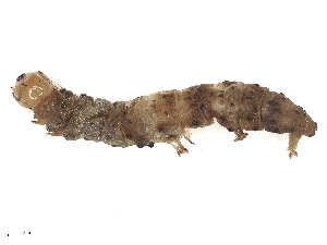  ( - CBG-B24019-H09)  @11 [ ] CreativeCommons - Attribution Share - Alike (2025) CBG Photography Group Centre for Biodiversity Genomics