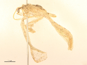  (Isostenosmylus - CBG-B24024-F07)  @11 [ ] CreativeCommons - Attribution Share - Alike (2025) CBG Photography Group Centre for Biodiversity Genomics