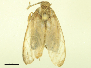  ( - CBG-B24025-E09)  @11 [ ] CreativeCommons - Attribution Share - Alike (2025) CBG Photography Group Centre for Biodiversity Genomics