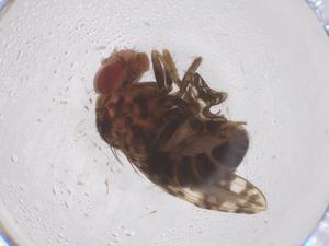  ( - CBG-B24111-G08)  @11 [ ] CreativeCommons - Attribution Share - Alike (2025) Centre for Biodiversity Genomics Centre for Biodiversity Genomics