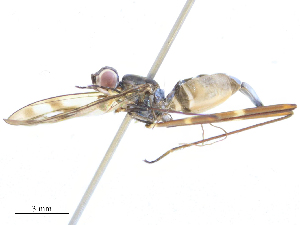  ( - CBG-B24162-A10)  @11 [ ] CreativeCommons - Attribution Share - Alike (2025) CBG Photography Group Centre for Biodiversity Genomics