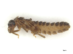  ( - CBG-B24162-H11)  @11 [ ] CreativeCommons - Attribution Share - Alike (2025) CBG Photography Group Centre for Biodiversity Genomics