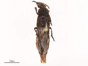  (Deltochilum peruanum - CBG-B24163-F05)  @11 [ ] CreativeCommons - Attribution Share - Alike (2025) CBG Photography Group Centre for Biodiversity Genomics