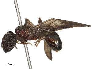  (Pheidole vorax - CBG-B24163-H11)  @11 [ ] CreativeCommons - Attribution Share - Alike (2025) CBG Photography Group Centre for Biodiversity Genomics