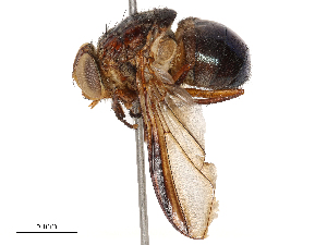  ( - CBG-B24178-D09)  @11 [ ] CreativeCommons - Attribution Share - Alike (2025) CBG Photography Group Centre for Biodiversity Genomics