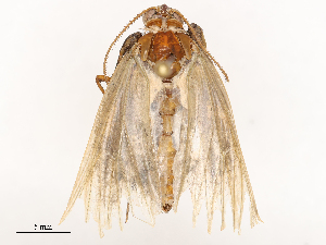  (Goniohelia astrapetes - CBG-B24178-G11)  @11 [ ] CreativeCommons - Attribution Share - Alike (2025) CBG Photography Group Centre for Biodiversity Genomics