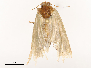  ( - CBG-B24178-G12)  @11 [ ] CreativeCommons - Attribution Share - Alike (2025) CBG Photography Group Centre for Biodiversity Genomics