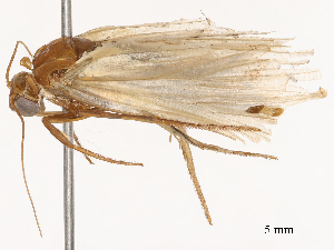  ( - CBG-B24178-H03)  @11 [ ] CreativeCommons - Attribution Share - Alike (2025) CBG Photography Group Centre for Biodiversity Genomics