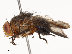  ( - CBG-B24183-H01)  @11 [ ] CreativeCommons - Attribution Share - Alike (2025) CBG Photography Group Centre for Biodiversity Genomics
