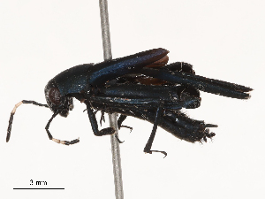  (Ripipteryx ecuadoriensis - CBG-B00396-C11)  @11 [ ] CreativeCommons - Attribution Share - Alike (2025) CBG Photography Group Centre for Biodiversity Genomics