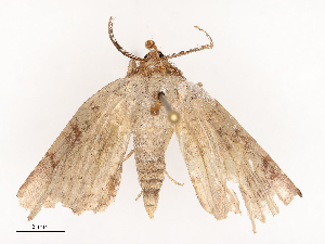  ( - CBG-B00396-H02)  @11 [ ] CreativeCommons - Attribution Share - Alike (2025) CBG Photography Group Centre for Biodiversity Genomics