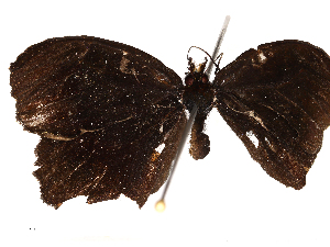  ( - CBG-B00397-A02)  @11 [ ] CreativeCommons - Attribution Share - Alike (2025) CBG Photography Group Centre for Biodiversity Genomics