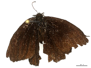  ( - CBG-B00397-A08)  @11 [ ] CreativeCommons - Attribution Share - Alike (2025) CBG Photography Group Centre for Biodiversity Genomics