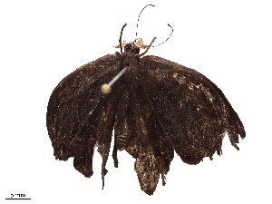  ( - CBG-B00397-C06)  @11 [ ] CreativeCommons - Attribution Share - Alike (2025) CBG Photography Group Centre for Biodiversity Genomics