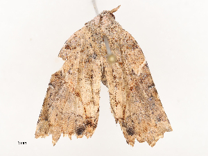  ( - CBG-B00397-F07)  @11 [ ] CreativeCommons - Attribution Share - Alike (2025) CBG Photography Group Centre for Biodiversity Genomics