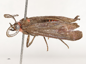  ( - CBG-B15690-B06)  @11 [ ] CreativeCommons - Attribution Share - Alike (2025) CBG Photography Group Centre for Biodiversity Genomics