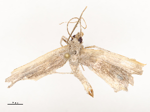  ( - CBG-B15690-C03)  @11 [ ] CreativeCommons - Attribution Share - Alike (2025) CBG Photography Group Centre for Biodiversity Genomics